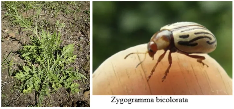 Zygogramma beetle used as a biological control agent against Parthenium