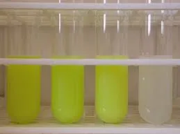 More the intensity of yellow colour, more is the intensity of ALP enzyme in the milk