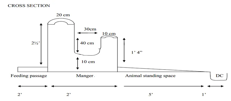 Cross-section of manger and animal standing space