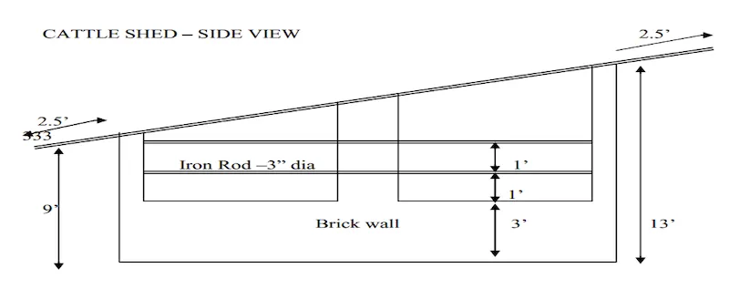 Dairy cattle shed — side view with dimensions