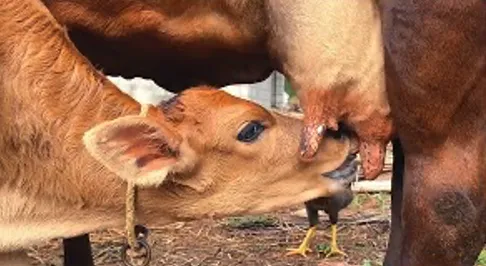 Calf suckling colostrum from the dam soon after birth for passive immunity transfer