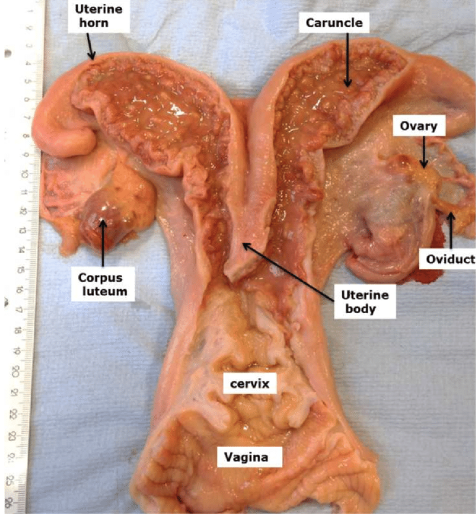 Figure: Cow Uterus Credits: Zeravan A. Mohammed