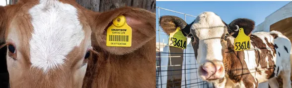 Calf identification by ear tagging with numbered tags fixed in the ear pinna