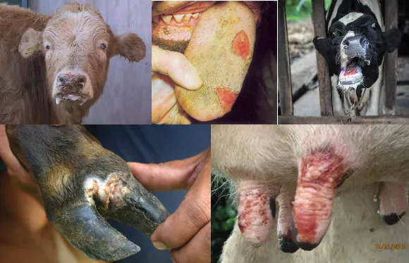 Foot and mouth disease in livestock showing mouth lesions drooling and hoof involvement important for cattle disease management