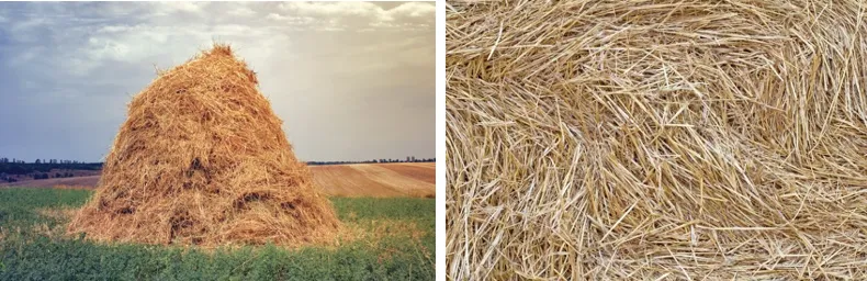 Field hay making in livestock farming showing cut fodder dried under sun before storage