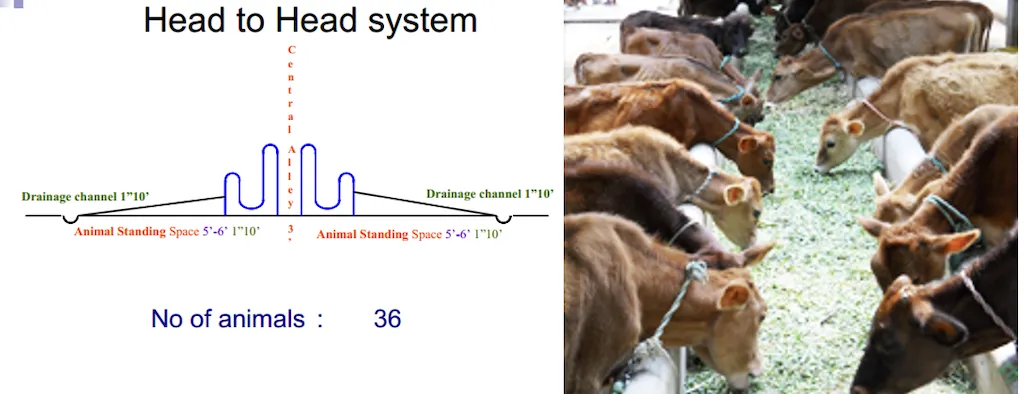 Head-to-head arrangement — cows face central feeding passage