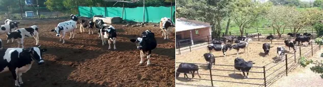 Loose housing system — open paddock where animals move freely