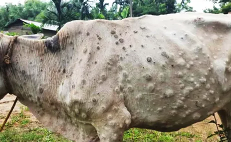 Lumpy skin disease in cattle showing nodular skin lesions important for viral disease recognition