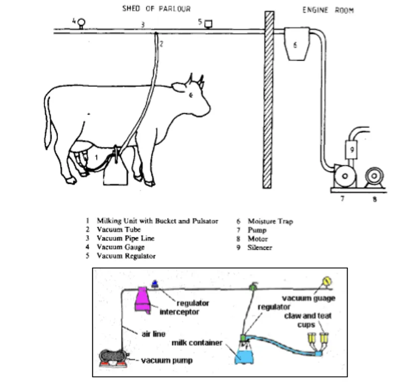 Machine milking system in dairy cattle showing teat cups, vacuum line, and milk collection flow