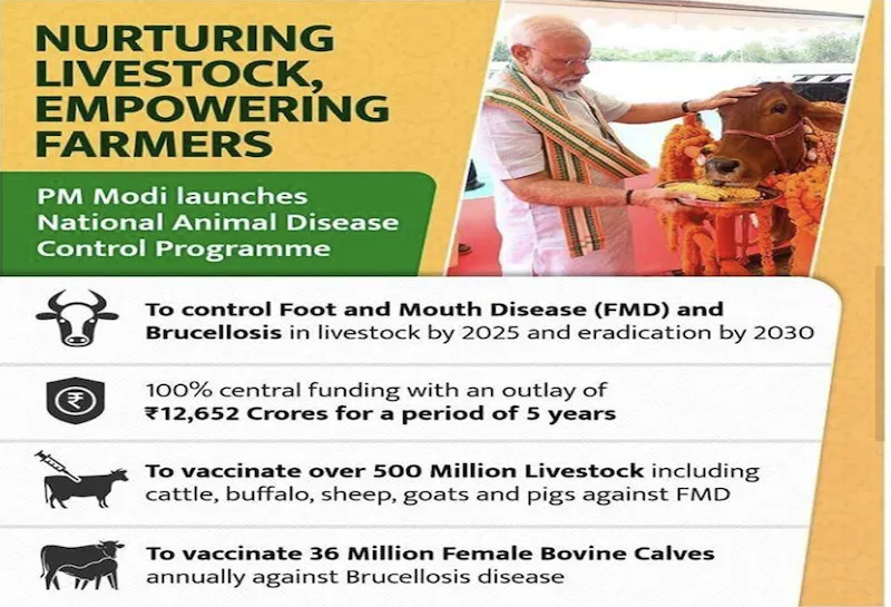 National Animal Disease Control Programme visual for FMD and brucellosis vaccination in Indian livestock policy