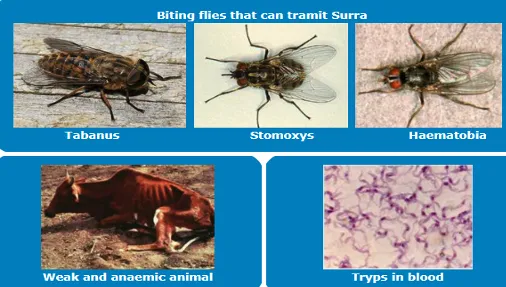 Surra in camel showing biting fly transmission and weakness caused by Trypanosoma evansi infection
