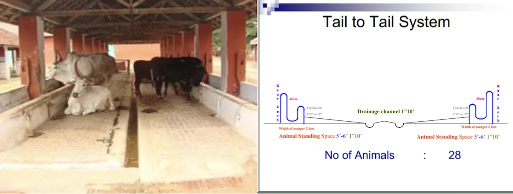 Tail-to-tail arrangement — cows face outward, central milking passage