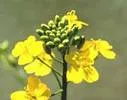 http://www.saynotogmos.org/images/canola.webp