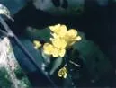 http://www.nbbd.com/godo/ef/plants1/IndianMustardC.webp