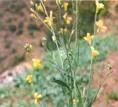 http://www.africa.upenn.edu/faminefood/images/Brassica_carinata_flowering.webp