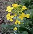 http://www.primidi.com/images/indian_mustard.webp