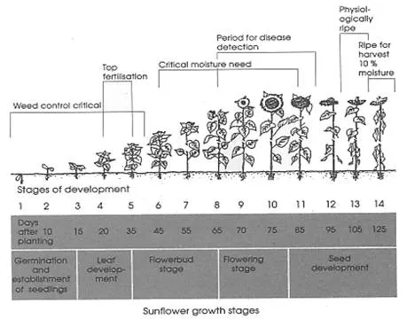http://agriculture.kzntl.gov.za/portal/publications/look_n_do/sunflower_production/sunflower_dev_stages.gif