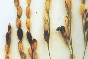 lec09_clip_image003.webp
