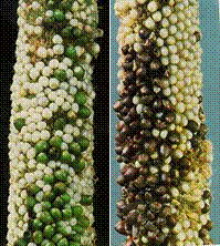lec13_clip_image008.gif
