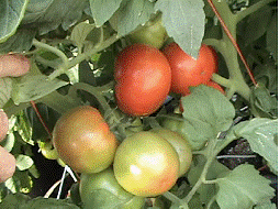 lec04_clip_image004.gif