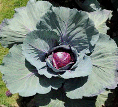 lec12_clip_image008.gif