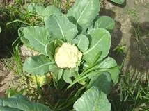 Cauliflower head