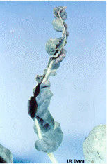 lec13_clip_image006.gif