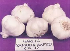 http://www.nhrdf.com/htmlfiles/Garlic/images/GarlicVariety_Yamunasafed1.webp