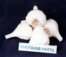 http://www.nhrdf.com/htmlfiles/Garlic/images/GarlicVariety_AgriWhite.webp