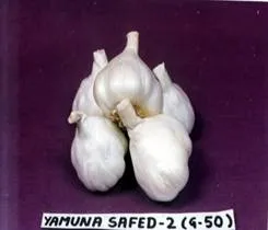 http://www.nhrdf.com/htmlfiles/Garlic/images/GarlicVariety_Yamunasafed2.webp