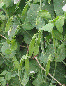 lec17_clip_image002.gif