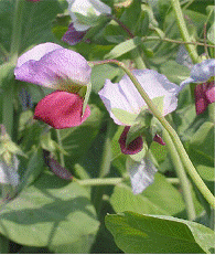 lec17_clip_image006.gif