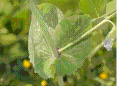 lec17_clip_image008.gif