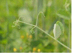 lec17_clip_image010.gif