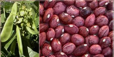 http://www.darrolshillingburg.com/GardenSite/Images/webImages/beans/butterpeas.webp
