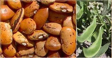 http://www.darrolshillingburg.com/GardenSite/Images/webImages/beans/hopiYellow_label.webp
