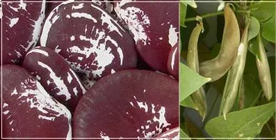 http://www.darrolshillingburg.com/GardenSite/Images/webImages/beans/christmasLimas.webp