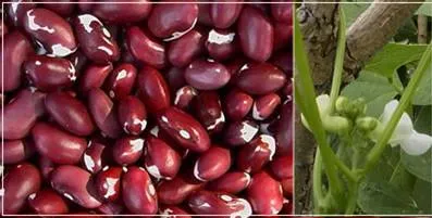 http://www.darrolshillingburg.com/GardenSite/Images/webImages/beans/anasazi.webp