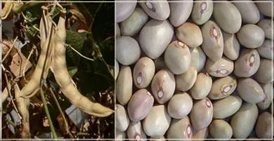 http://www.darrolshillingburg.com/GardenSite/Images/webImages/beans/bolitas.webp