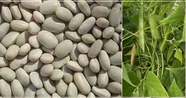 http://www.darrolshillingburg.com/GardenSite/Images/webImages/beans/teparyBeanPods_label.webp