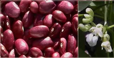 http://www.darrolshillingburg.com/GardenSite/Images/webImages/beans/tarahumaraBeans.webp