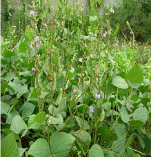 lec20_clip_image002.gif