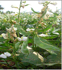 lec20_clip_image004.gif