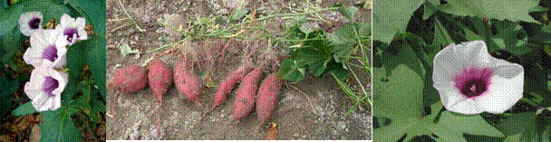 lec23_clip_image004.gif