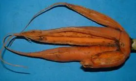 ¿Splitting_and_Forked_Carrot¿