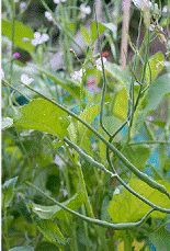lec28_clip_image004.gif