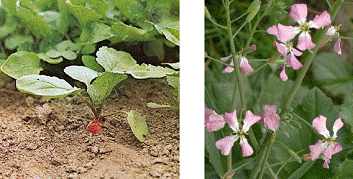 lec28_clip_image012.gif