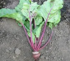 http://www.gardenaction.co.uk/images/beetroot_bolthardy_original_mine2.webp
