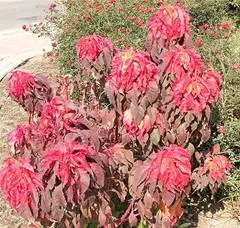 lec31_clip_image004.webp