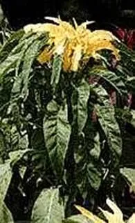 lec31_clip_image006.webp